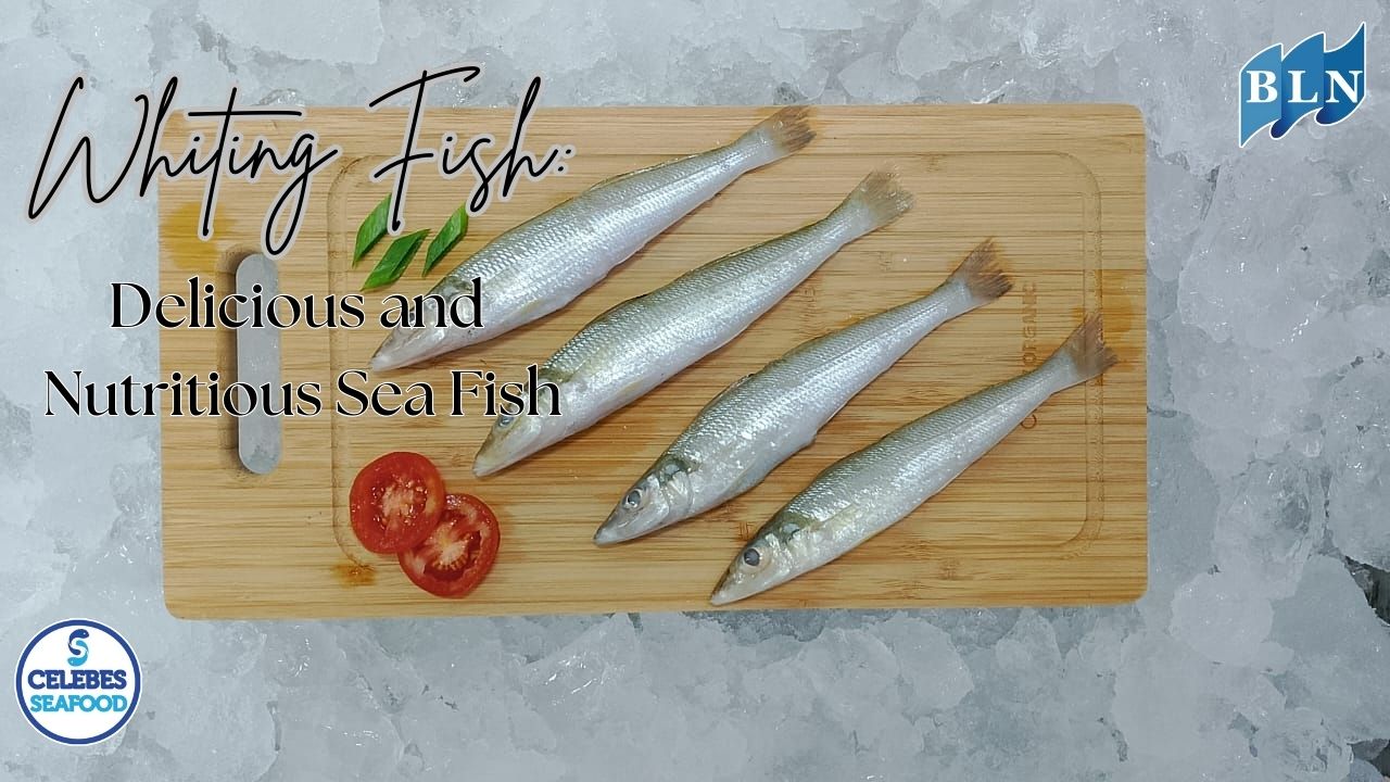 Whiting Fish: Delicious and Nutritious Sea Fish